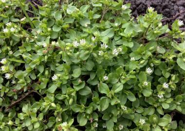 Fotografia da espécie Stellaria media