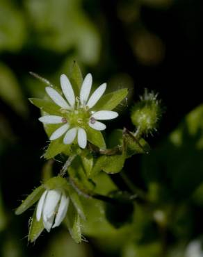 Fotografia 10 da espécie Stellaria media no Jardim Botânico UTAD