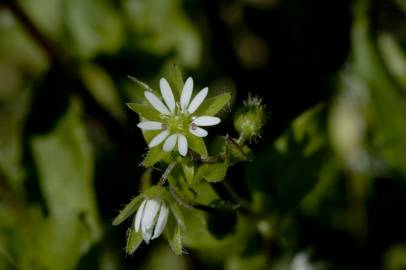 Fotografia da espécie Stellaria media