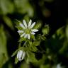 Fotografia 11 da espécie Stellaria media do Jardim Botânico UTAD