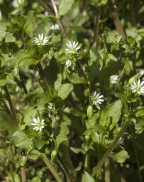 Fotografia 12 da espécie Stellaria media no Jardim Botânico UTAD