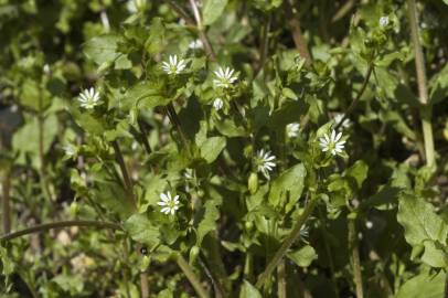 Fotografia da espécie Stellaria media