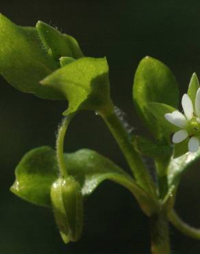 Fotografia 13 da espécie Stellaria media no Jardim Botânico UTAD