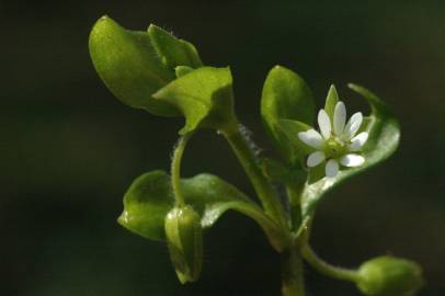 Fotografia da espécie Stellaria media