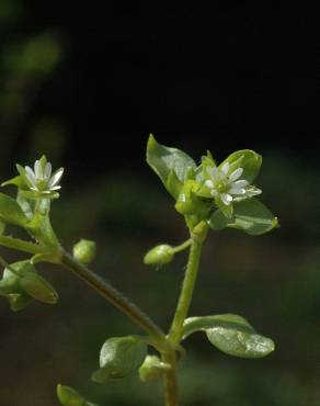 Fotografia 14 da espécie Stellaria media no Jardim Botânico UTAD