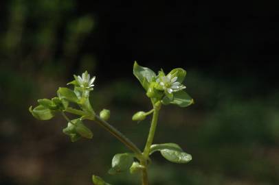 Fotografia da espécie Stellaria media