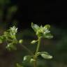 Fotografia 14 da espécie Stellaria media do Jardim Botânico UTAD