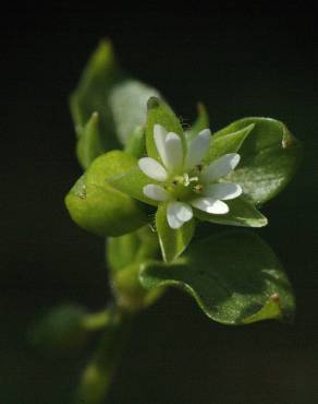 Fotografia 15 da espécie Stellaria media no Jardim Botânico UTAD