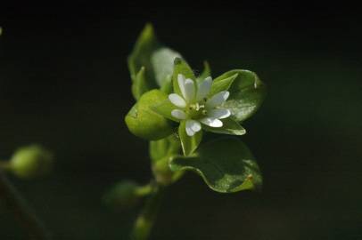 Fotografia da espécie Stellaria media