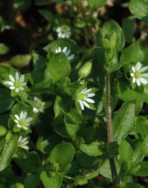 Fotografia 16 da espécie Stellaria media no Jardim Botânico UTAD