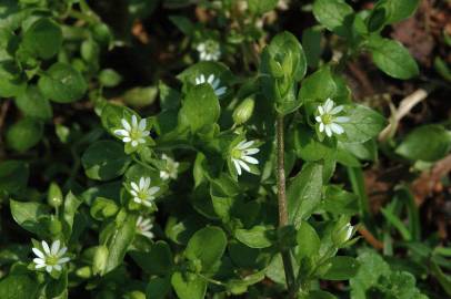 Fotografia da espécie Stellaria media