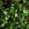 Fotografia 16 da espécie Stellaria media do Jardim Botânico UTAD