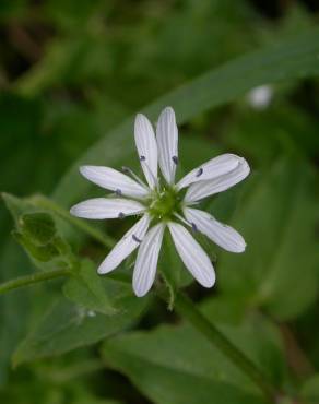 Fotografia 17 da espécie Stellaria media no Jardim Botânico UTAD