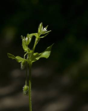 Fotografia 18 da espécie Stellaria media no Jardim Botânico UTAD