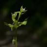 Fotografia 18 da espécie Stellaria media do Jardim Botânico UTAD