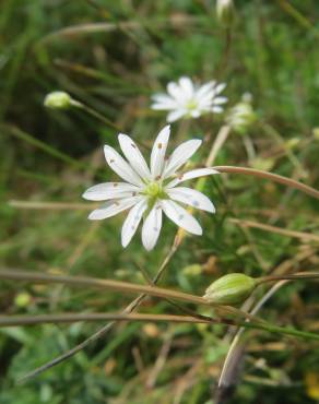 Fotografia 5 da espécie Stellaria graminea no Jardim Botânico UTAD