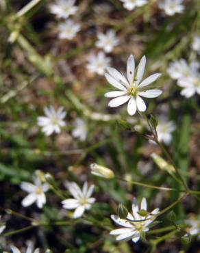 Fotografia 6 da espécie Stellaria graminea no Jardim Botânico UTAD