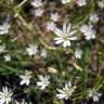 Fotografia 6 da espécie Stellaria graminea do Jardim Botânico UTAD