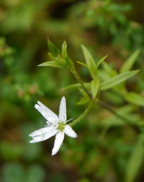 Fotografia 7 da espécie Stellaria graminea no Jardim Botânico UTAD