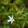 Fotografia 7 da espécie Stellaria graminea do Jardim Botânico UTAD