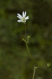 Fotografia da espécie Stellaria graminea