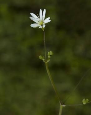 Fotografia 8 da espécie Stellaria graminea no Jardim Botânico UTAD