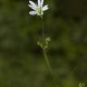 Fotografia 8 da espécie Stellaria graminea do Jardim Botânico UTAD