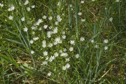 Fotografia da espécie Stellaria graminea