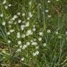 Fotografia 9 da espécie Stellaria graminea do Jardim Botânico UTAD