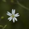 Fotografia 10 da espécie Stellaria graminea do Jardim Botânico UTAD