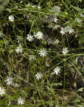 Fotografia 12 da espécie Stellaria graminea no Jardim Botânico UTAD