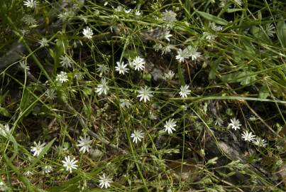 Fotografia da espécie Stellaria graminea