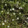 Fotografia 12 da espécie Stellaria graminea do Jardim Botânico UTAD