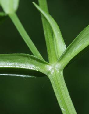 Fotografia 13 da espécie Stellaria graminea no Jardim Botânico UTAD