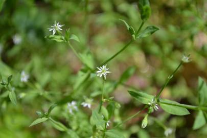 Fotografia da espécie Stellaria alsine