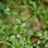 Fotografia 6 da espécie Stellaria alsine do Jardim Botânico UTAD