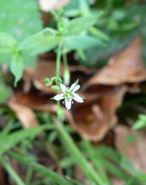 Fotografia 8 da espécie Stellaria alsine no Jardim Botânico UTAD