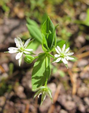 Fotografia 1 da espécie Stellaria alsine no Jardim Botânico UTAD