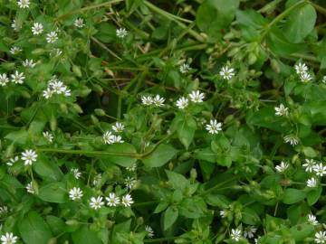 Fotografia da espécie Stellaria alsine