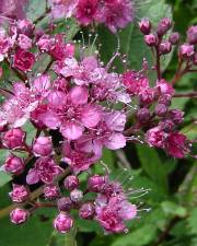 Fotografia da espécie Spiraea japonica