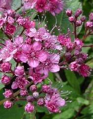 Spiraea japonica