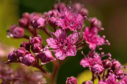 Fotografia da espécie Spiraea japonica