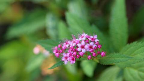 Fotografia da espécie Spiraea japonica