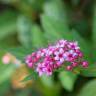 Fotografia 5 da espécie Spiraea japonica do Jardim Botânico UTAD