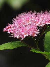 Fotografia da espécie Spiraea japonica