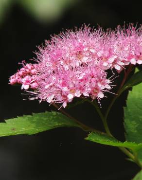 Fotografia 6 da espécie Spiraea japonica no Jardim Botânico UTAD