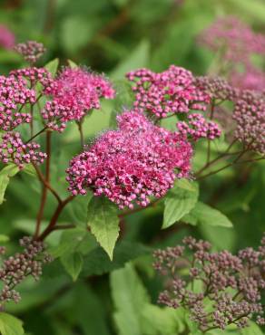 Fotografia 7 da espécie Spiraea japonica no Jardim Botânico UTAD