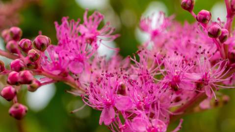 Fotografia da espécie Spiraea japonica