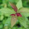 Fotografia 9 da espécie Spiraea japonica do Jardim Botânico UTAD