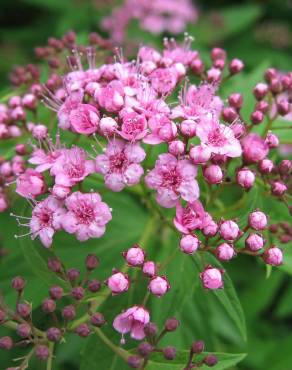 Fotografia 10 da espécie Spiraea japonica no Jardim Botânico UTAD